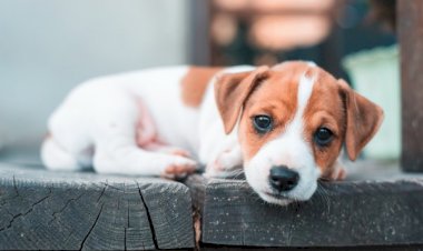 CREATE AN EVACUATION PLAN FOR YOUR PETS